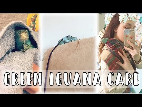 Green Iguanas 101: The Basic Green Iguana Care Guide (2017)