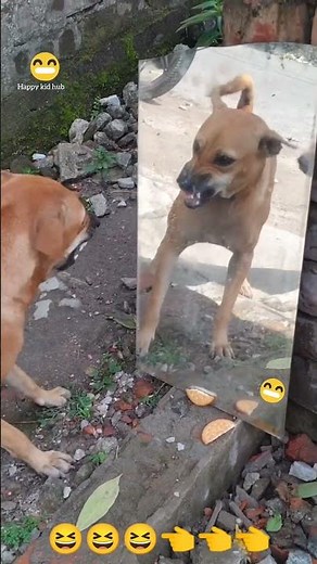 😂 Funny Dog Moments That Will Make You Laugh! 🐶 #shorts. happy kid hub