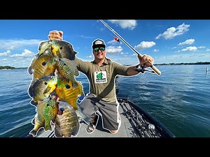 GIANT Summer Panfish CATCH CLEAN & COOK!!! (Delicious)