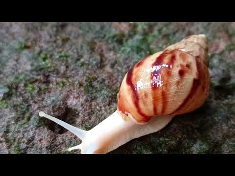 Snail Anatomy: Shell, Slime, and Reproduction, Explained Simply