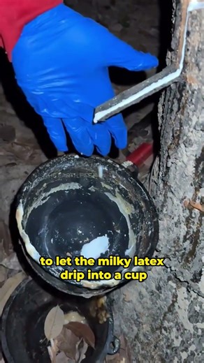 Secret of the Rubber Tree 🌳😲