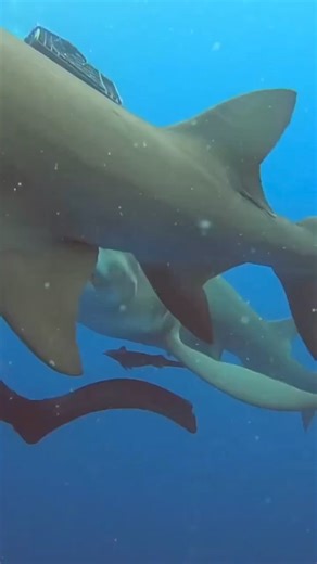 1.4M views · 4.6K reactions | “ This lemon shark accidentally bites...