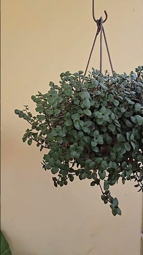 Transform Your Home with These Amazing Indoor Plants! # #mahegardening