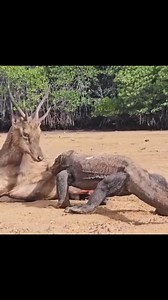 Dragon de Komodo intenta comerse a ese ciervo 😱😱😱🦎🦎😱🦎🦎 #reelsviralシfb #komodo #dragondekomodo #reelschallenge #viralreelsシ #reelsvideoシ #wildlifephotography #wildlife #mundoanimal #vidaanimal #reelsfbシ #jorcurioso #parativiral #parati # | JorCurioso