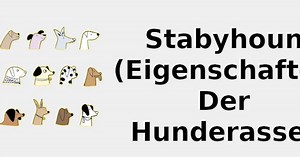 Stabyhoun (Eigenschaften der Hunderasse) 🐶