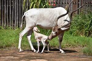 New Baby Addax Born at Disney's Animal Kingdom Lodge | Chip and Company