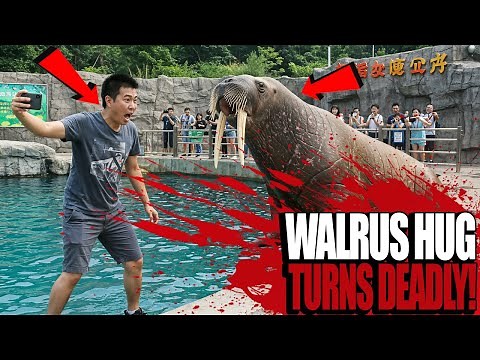 Jia Lijun’s Deadly Selfie: Walrus Attack at Xixiakou Wildlife Park!