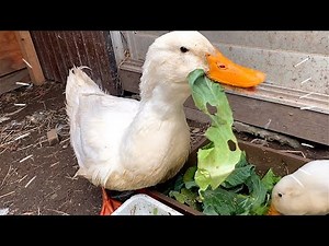 大量の野菜を食いまくるアヒル