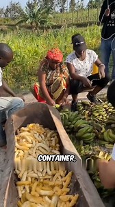 African Banana Beer #BananaBeer #TraditionalBrewing #FoodProcessing #virals #fypシviralシ2024 #fypシ | Fact Mentor