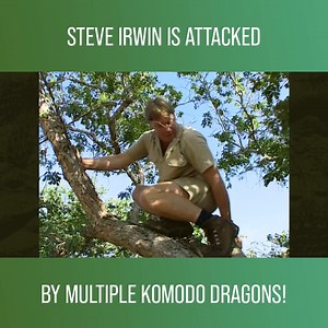 Terri Irwin & Wes Mannion reflect on the Crocodile Hunter episode where Steve visited a national park filled with Komodo Dragons. From the moment he arrives there was danger everywhere as a group of Komodo Dragons charge at him! Watch more The Crocodile Hunter: The Best Of Steve Irwin on discovery : https://bit.ly/3BzHiYS | Love Animals