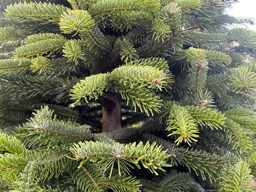 7 creative ways to recycle real Christmas trees