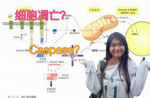 细胞生物学｜细胞凋亡的分子机制｜caspase|信号转导通路