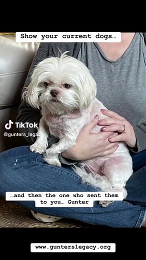 Gunter’s Legacy Animal Rescue #rescuedogs #rescueanimals #rescuedogsoftiktok #rescued #adoptme #adoptdontshop