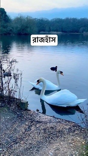 #londonvlog #lifeisbutadream #shortvideo #swan