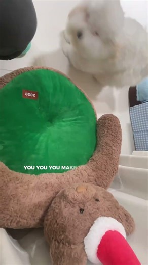 coton de tulear kennel 棉花面纱犬舍 #coton #cotondetulear #cutepet #cutedog #kennel