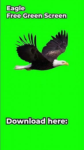 Flying Eagle Loop – Free Green Screen VFX