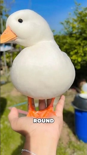 Call Ducks: The Cutest Pet You’ve Never Heard Of 🦆💛 #cutepets #callducks #shorts