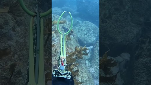 Spearfishing a fish statue #spearfishing #freediving #fishing