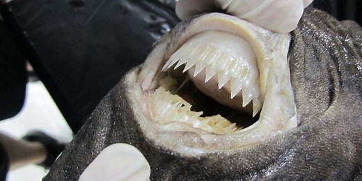The parasite-like sharks that bite out chunks of flesh from animals