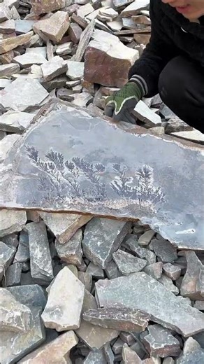 What plant is this fossil?