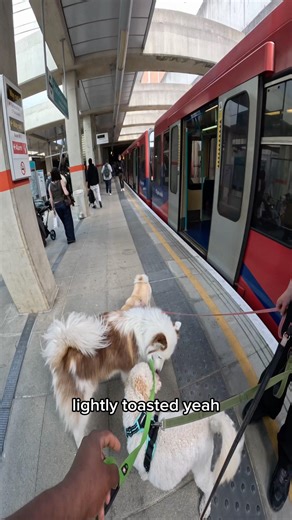 Interactions with my dog!! #doglover #petlover #viola #viral #dogs #train #duet #repost #like