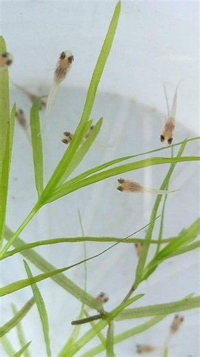 Guppy fish babies 🥰 #viral #fish #guppyfish #pet #cuteanimals #aquarium #guppy #babies #fry #fishfry
