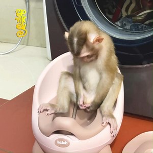 69K views · 1.2K reactions | Monkey Yuyu Rushed To Pee On Potty | Edgie Nick Connors | Facebook