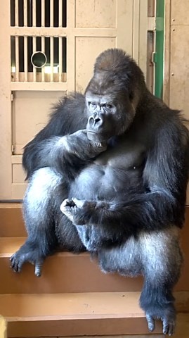歌うゴリラ♪ on Instagram: "⭐️今朝のシャバーニ⭐️ 物静かな表情がたまりません👍 🦍2024/02/24🦍 #東山動植物園 #ゴリラ #ニシローランドゴリラ #シルバーバック #動物園 #動物 #シャバーニ #higashiyamazooandbotanicalgardens #gorilla #westernlowlandgorilla #silberback #zoo #animal #shabani"