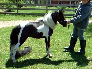 Miniature horse stallion (Mardi)
