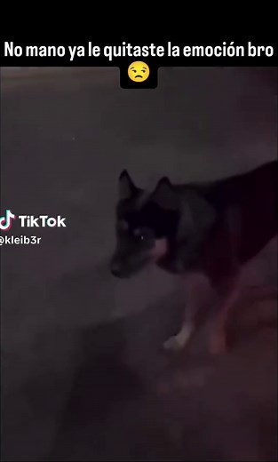 Dogs Chasing Motorcycles: A Funny Mood with Friends