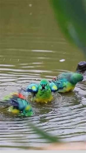 🌿🦜 Mesmerizing Red-Rumped Parrots_ Nature’s Social Gems! #birdwatching #WildlifeWednesday 🌟 The Group of Red-Rumped Parrot | PI Sey