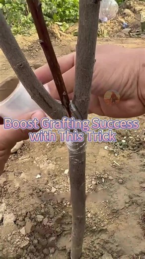 Boost Grafting Success with Proven Techniques