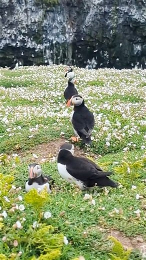 Meet Skomer’s most famous inhabitants. A haven for wildlife less than a mile off the Pembrokeshire coast, Skomer is a privilege to visit. Home to puffins, Manx shearwaters, dolphins, seals, razorbills and many more types of wildlife, it’s loved by nature enthusiasts and photographers. Puffins can be seen on Skomer from March to August, but mid May to mid July are the best times to see puffins. Adult puffins make nests and lay their eggs until mid May, when the chicks start hatching. From then, i