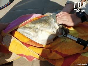 Catfish eats the wrong food. Credit: JukinMedia | Fur University