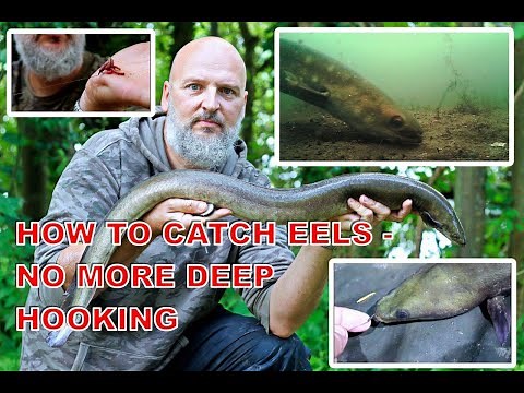How to lip hook and catch eels