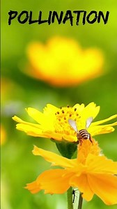 Pollination in flower #3danimation #flowers #biology
