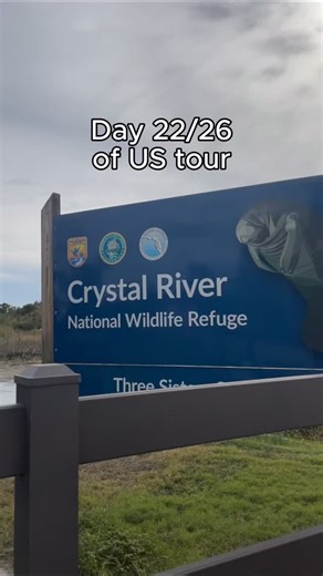 82 reactions · 7 comments | Sea cows! | Hayde Bluegrass Orchestra | Facebook