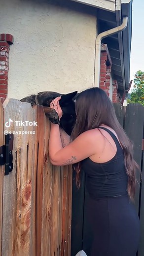 Stranded Puppy: Landlord Denies Request, Owner Complications
