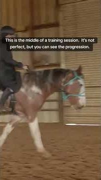 Training softness without a bit. You can totally train a gaited horse bitless.