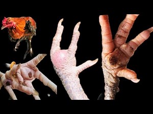 Treatment of Infected Foot in Backyard Chickens | BumbleFoot in Poultry | Dr. ARSHAD