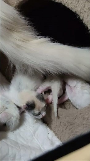 Newborn kittens were returning home.