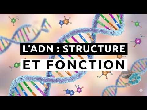 L’ADN : Structure Et Fonction