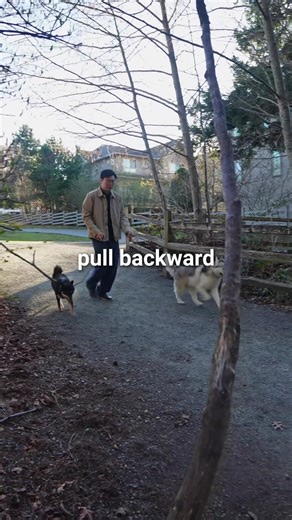 Correcting Your Dog's Pulling Behavior