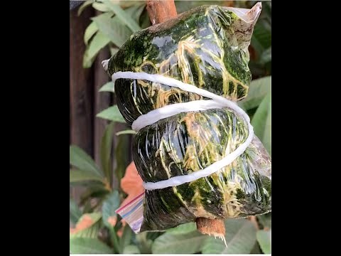 Loquat - How To Air Layer and Propagate New Plant
