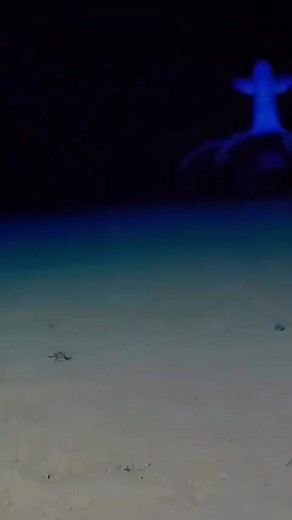 Exploring the Mysteries of Cirroteuthidae Octopuses in the Deep Sea