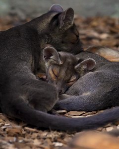 225K views · 2.3K reactions | Chester Zoo on Reels | Facebook