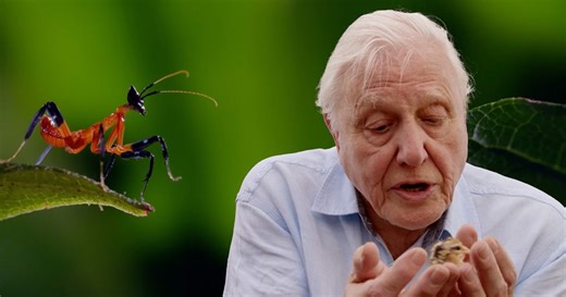 Watch Sir David Attenborough’s 99 Most Iconic Moments in a 6-Hour Birthday Tribute Video