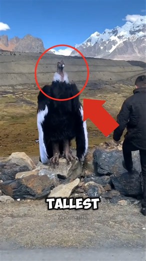 Top 3 Tallest Birds in the World That Will Shock You! 🦅 #birds #top #facts