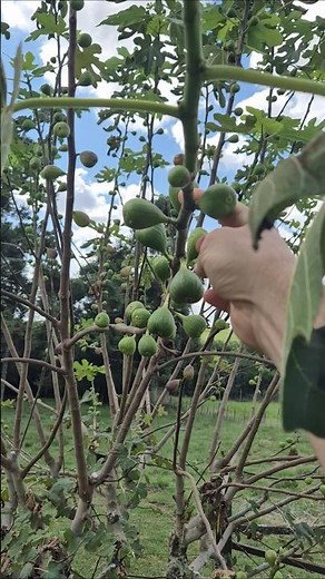How many times does a fig tree need pruning to produce a lot of figs?