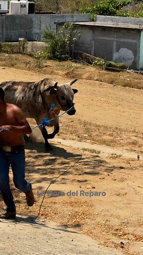 De los mejores toros en el estado de Oaxaca, se llama Niño Perdido, de Rancho El Cementerio de Tepelmeme, Oaxaca. #LaHoraDelReparo | La Hora del Reparo Oaxaca